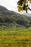 Rice workers in the surrounding fields