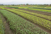 Vegetable fields between Halong Bay and Hanoi