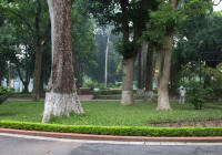 Tree bases painted to protect against insects and to increase visibility during war blackout