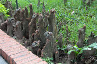 Buddha (or cypress) tree roots