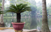 “Uncle Ho’s fishpond”