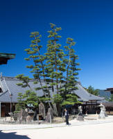 Tree and stones