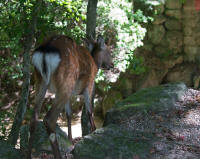 Deer on Mt Misen