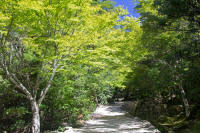 Mt Misen walking trail near base