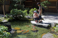 Fish feeding