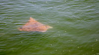 Ray near ferry terminal