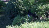 Shukkei-en garden cat