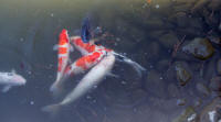 Shukkei-en garden fish