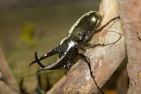 Stag beetle