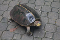 Tortoises eating tomatoes