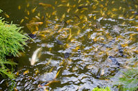 The fish pool