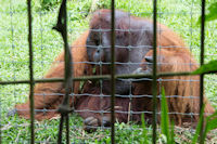 Male orang utan