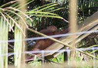 Baby orang utan playing