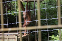 Baby orang utan playing