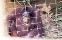 Orang utan