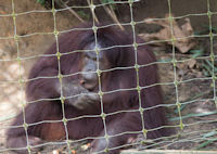 Orang utan