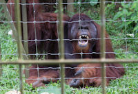Male orang utan