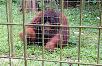 Male orang utan