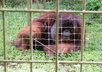 Male orang utan