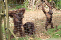 Three young orang utans