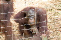Three young orang utans