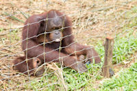 Three young orang utans