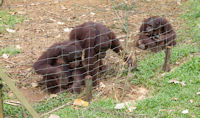Three young orang utans