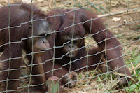 Three young orang utans