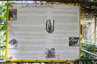 Information about orang utans