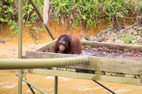 Orang utans at a feeding station