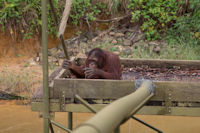 Orang utans at a feeding station