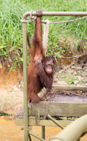Orang utans at a feeding station