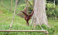 Orang utans at a feeding station