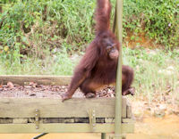 Orang utans at a feeding station