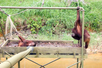 Orang utans at a feeding station