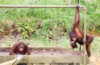 Orang utans at a feeding station