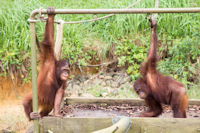 Orang utans at a feeding station