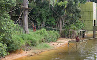 Orang utans at a feeding station