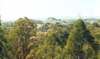 Over the treetops [141kB]
