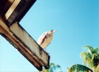 ??? ??? heron (1) [92kB]