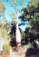 Bottle tree (and bottle tree admirer) [184kB]