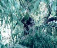 Koala (allegedly) [185kB]
